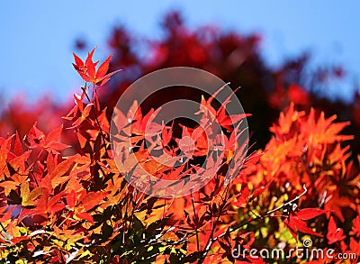 Acer palmatum Stock Photo